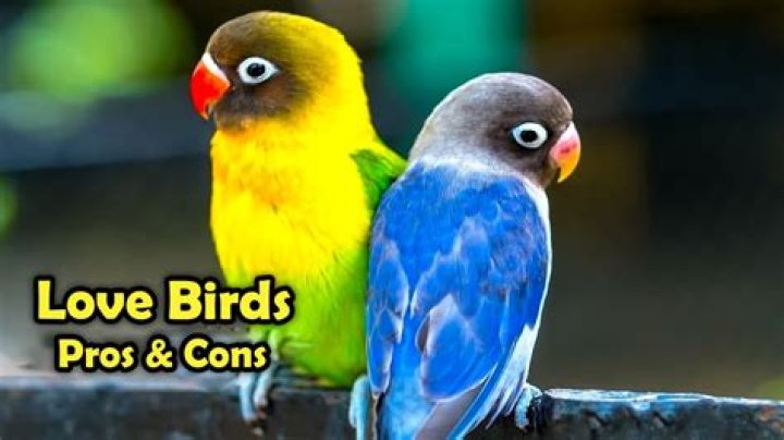 50+ Couple memes on the internet just for you lovebirds