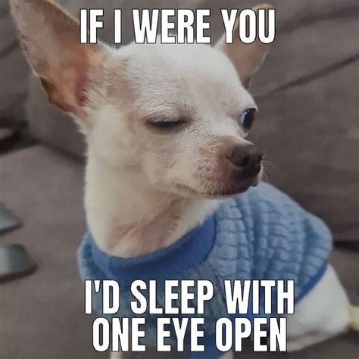 Chihuahua Memes- Funny and lovable at the same time