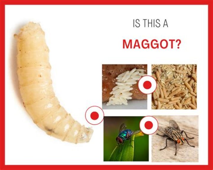 Harrysong shares video of maggot that was removed from his back