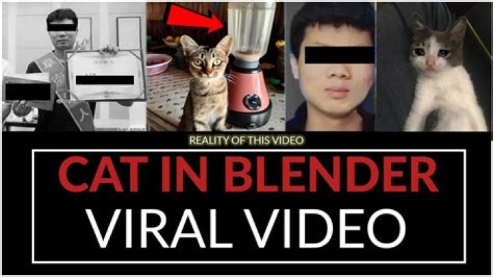 Kat Blender Video Gone Viral on Twitter & Reddit: Cat Story