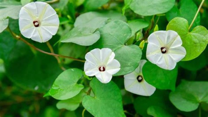 Lily Gladstone's Relationships: A Comprehensive Guide