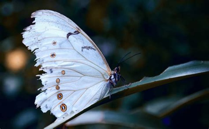 Mariposas 