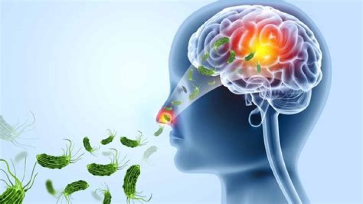 Twitch Fandom's Enthralling Response To Amoeba Sisters