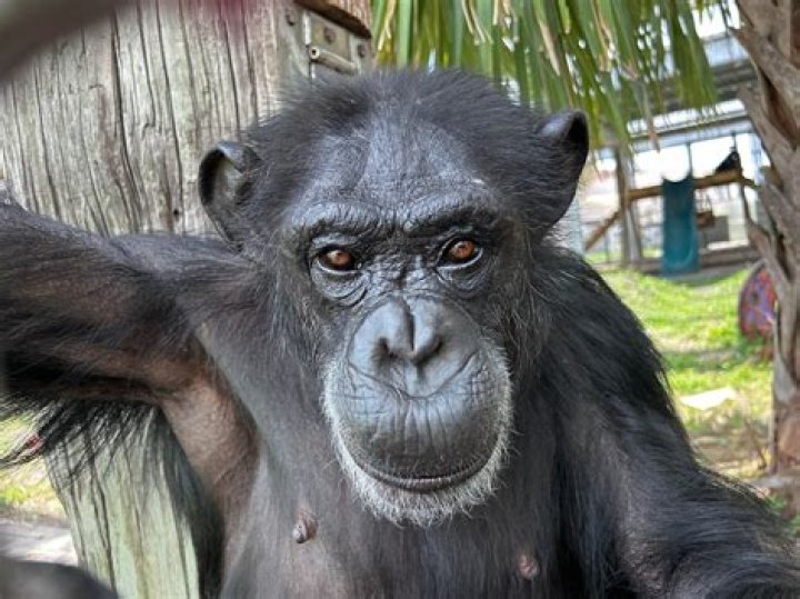Vanilla Chimpanzee Weight Loss News: Is She Sick?