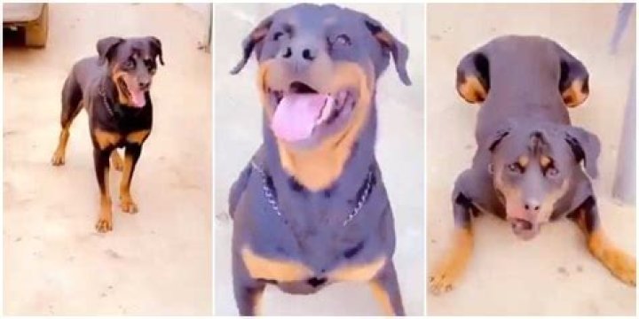 Was it Human Before? Reactions as Nigerian Man Speaks to His Dog in Yoruba, it Responds, Viral Video Wows Many